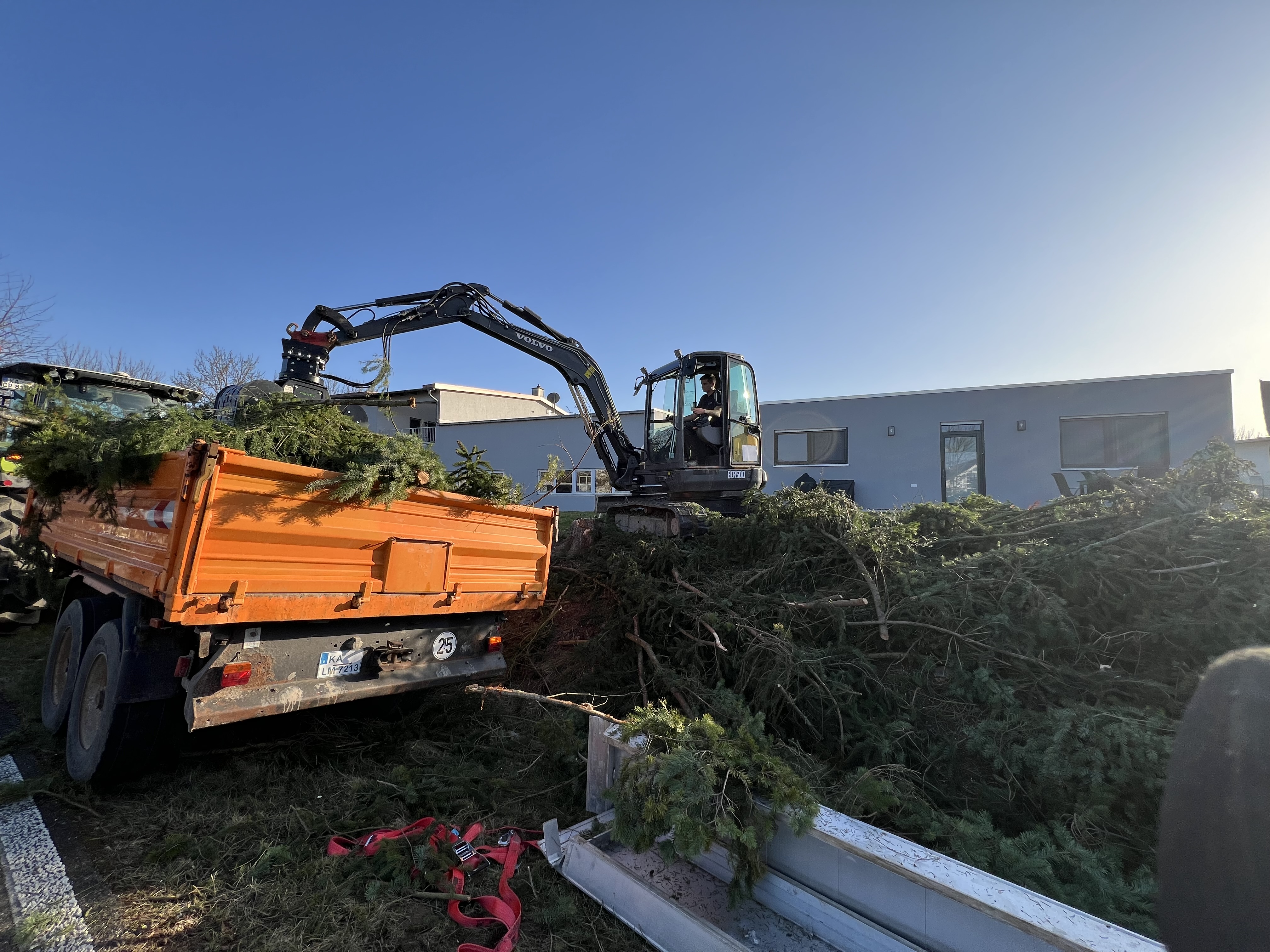 Professionelle Baumfällarbeiten